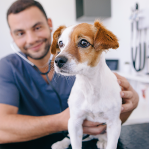 Dierenartsassistent