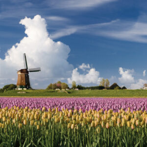 Havo Nederlands