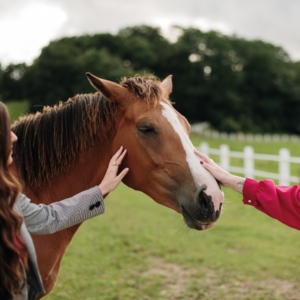 Paardencoach