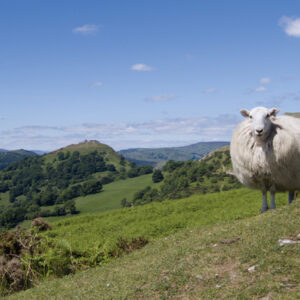 Welsh